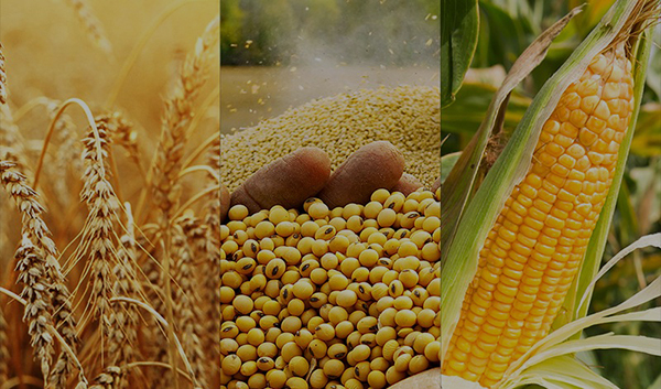Agro Commodity