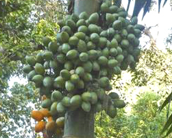 arecanut
