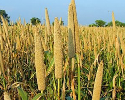 bajra