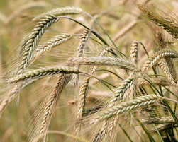 barley