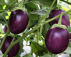 brinjal