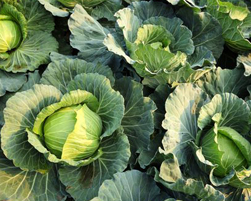 cabbage