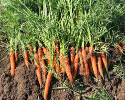 carrot