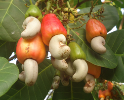cashew