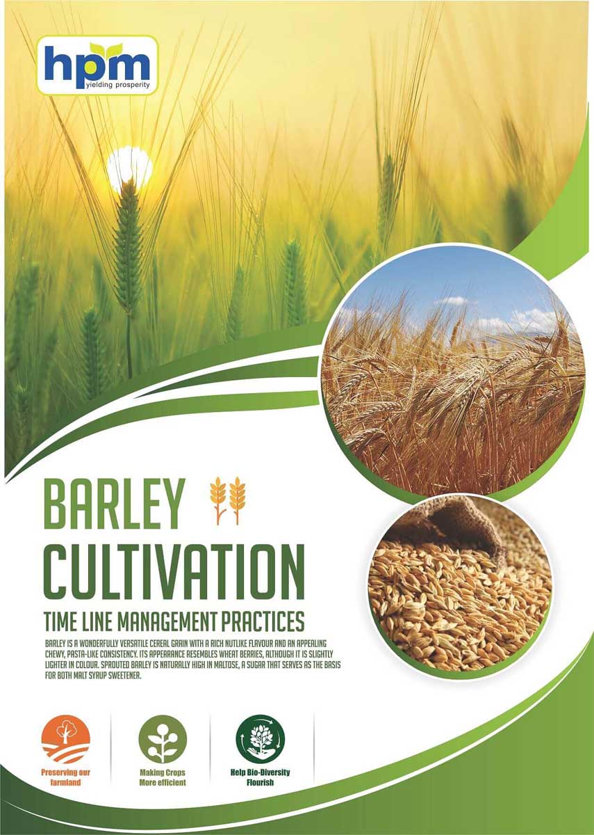 barley