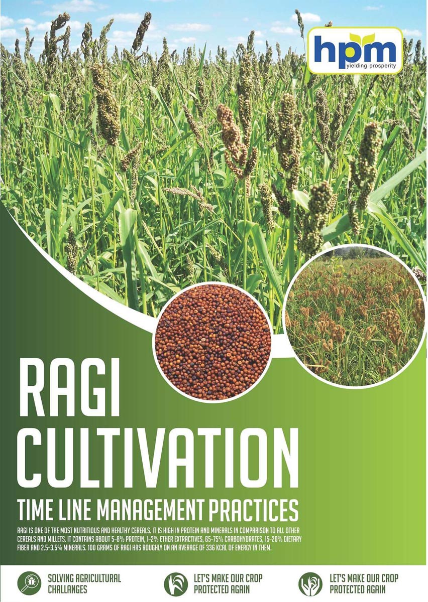 ragi