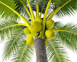 coconut
