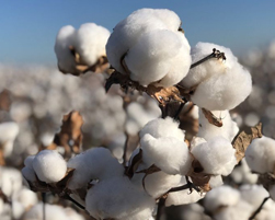 cotton