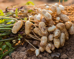 groundnut