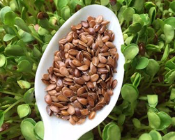 linseed