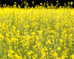 mustard