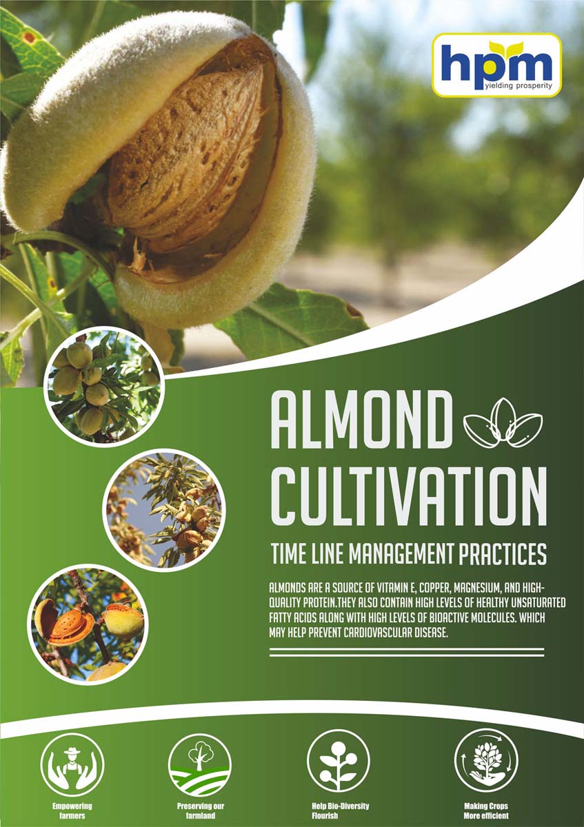 almonds