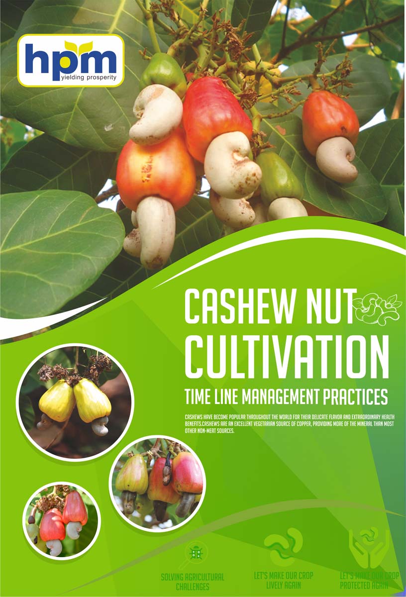 cashew