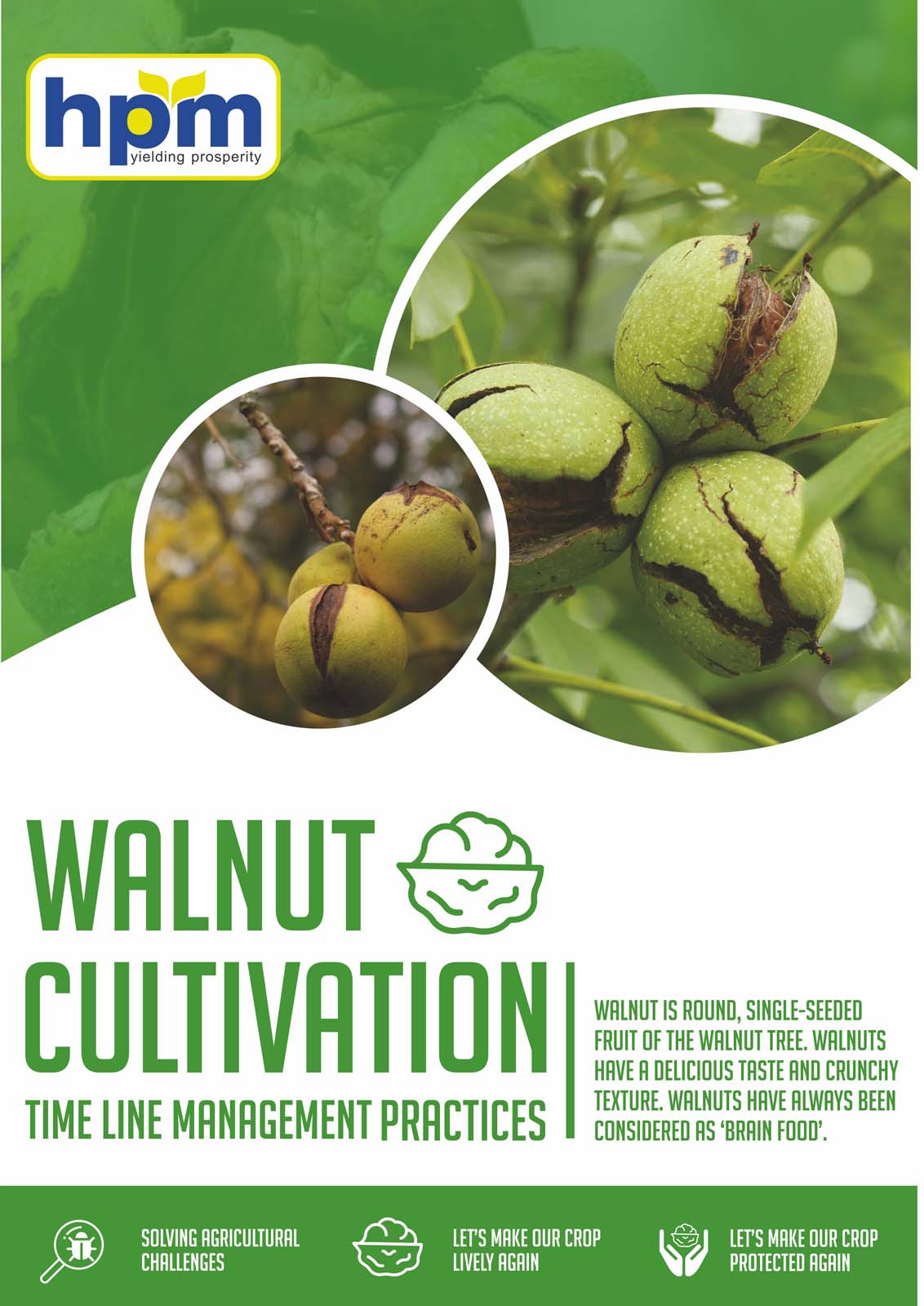 walnuts