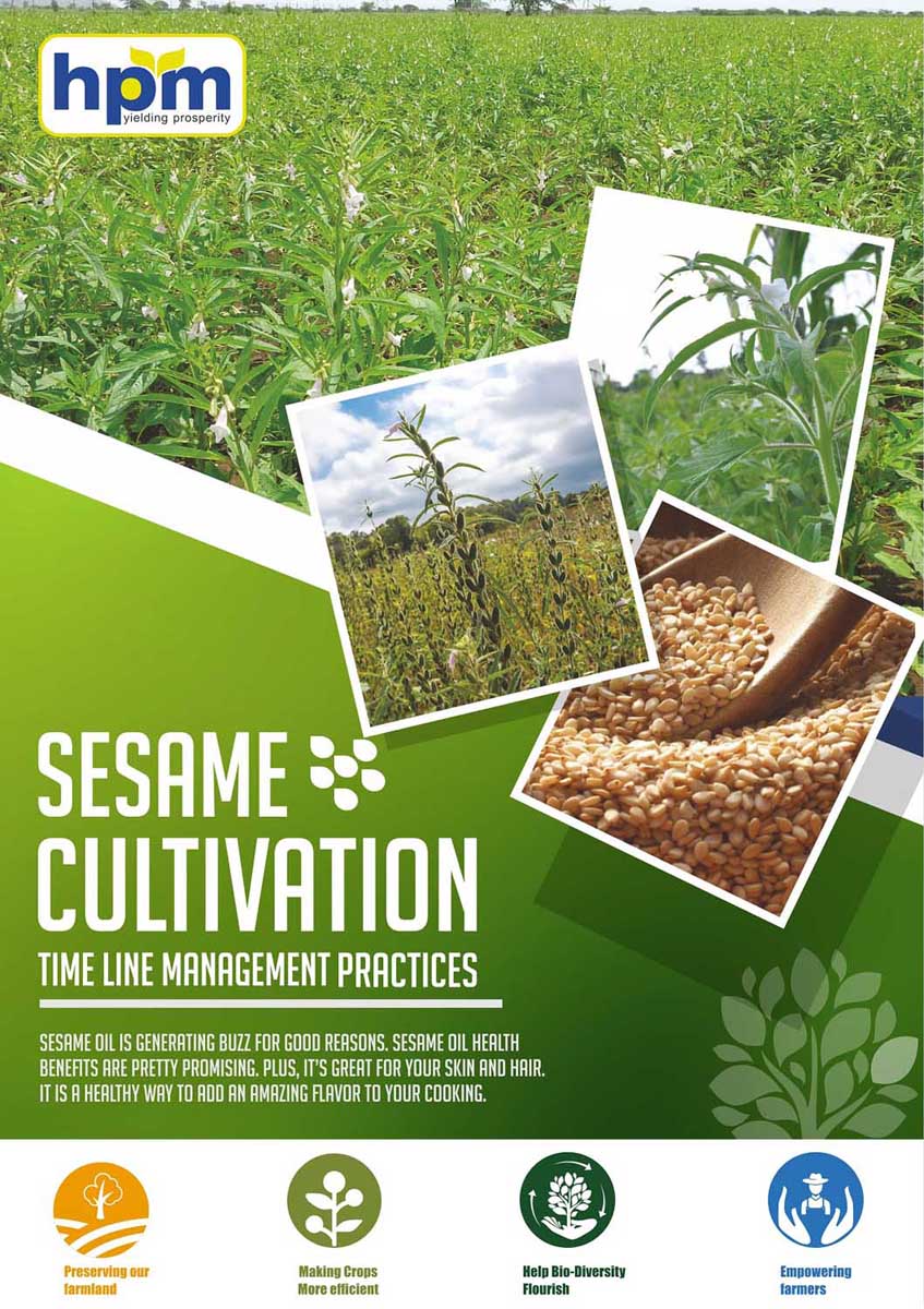 sesame