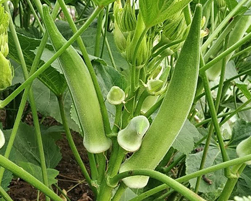 okra