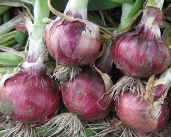 onion