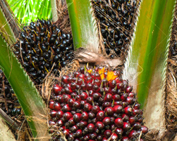 palm