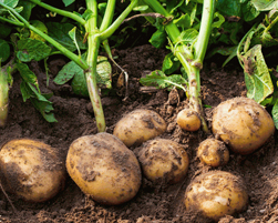 potato