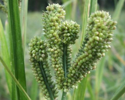 ragi