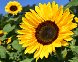 sunflower