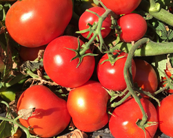 tomato