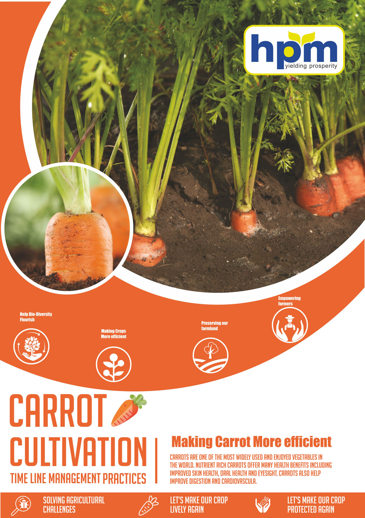 carrot