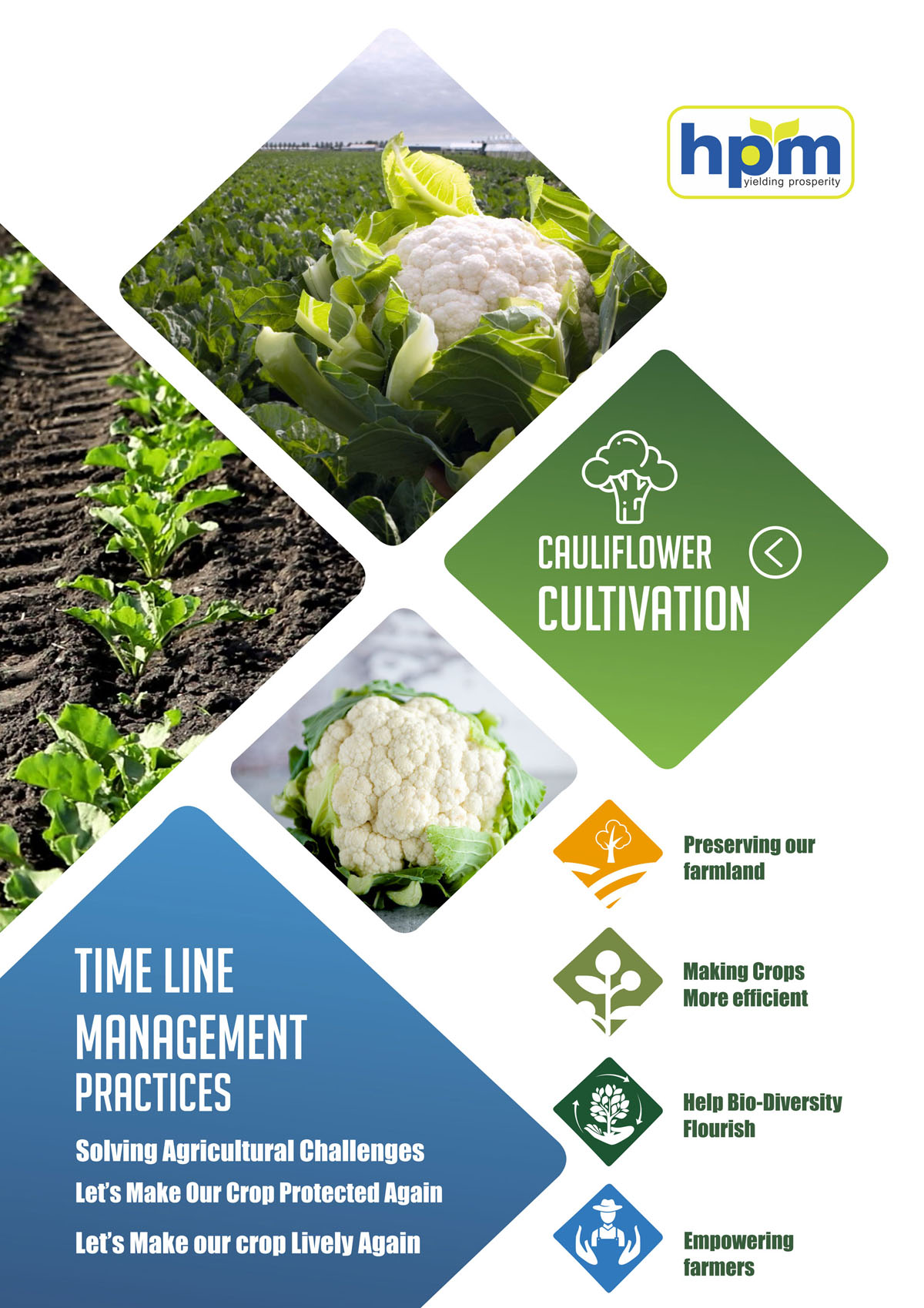 cauliflower