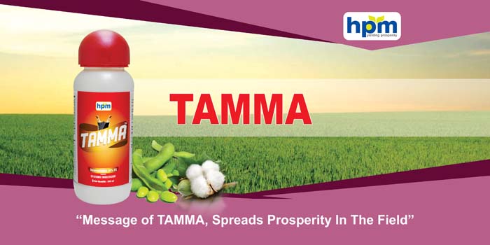 tamma