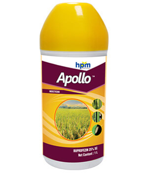 apollo