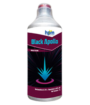 BLACK APOLLO