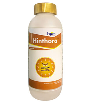 HINTHORA